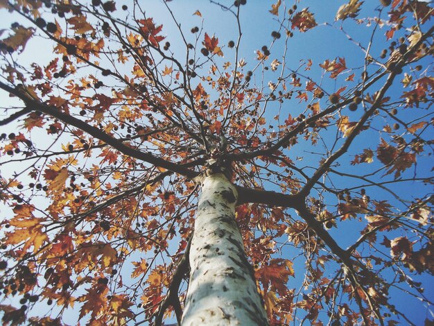 Photo low angle view of tree in forest against sky