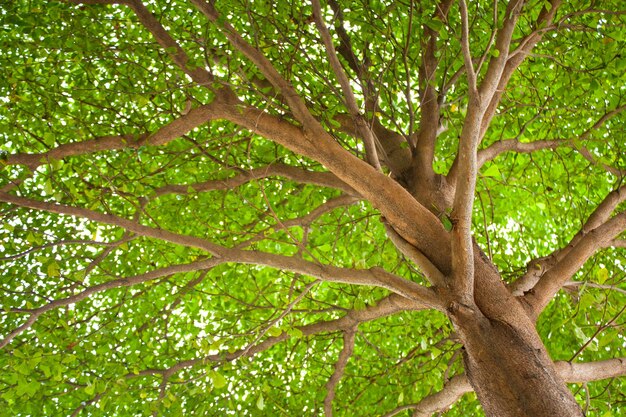 Foto vista ad angolo basso di un albero nella foresta