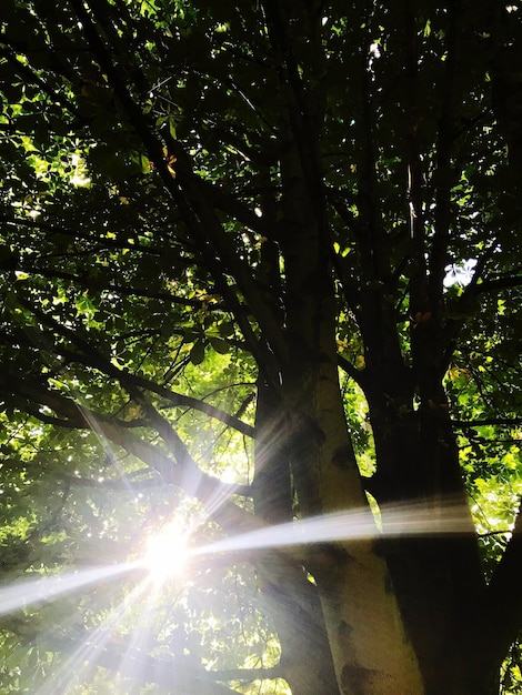 Foto vista ad angolo basso di un albero nella foresta