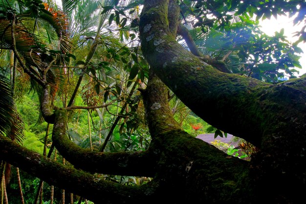 Low angle view of tree in forest