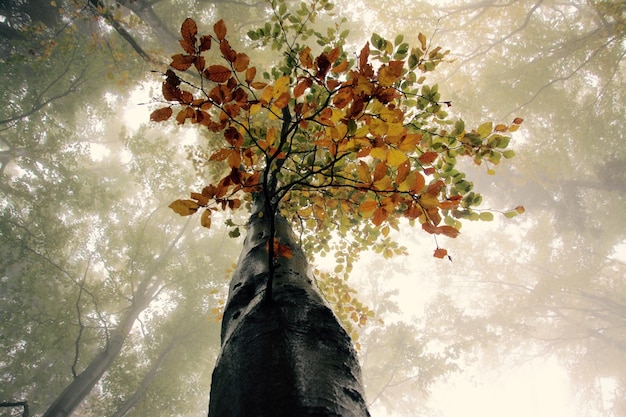low angle view of tree in forest