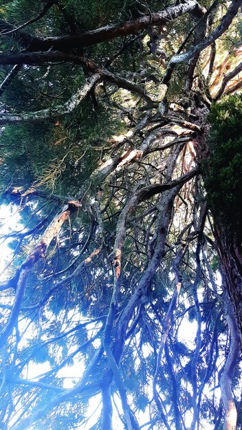 Low angle view of tree in forest