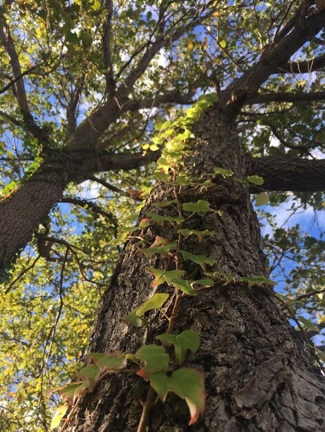 Foto vista ad angolo basso di un albero nella foresta