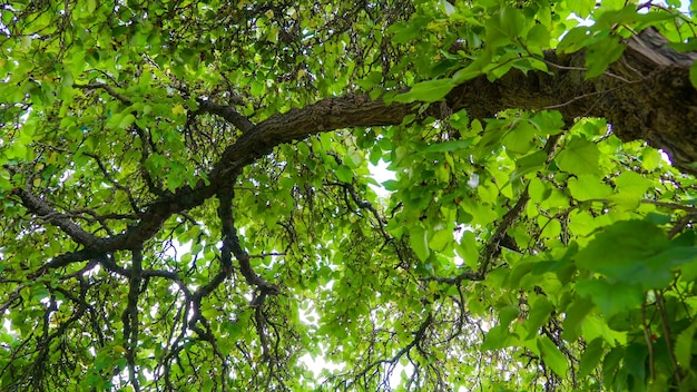 Foto vista ad angolo basso di un albero nella foresta