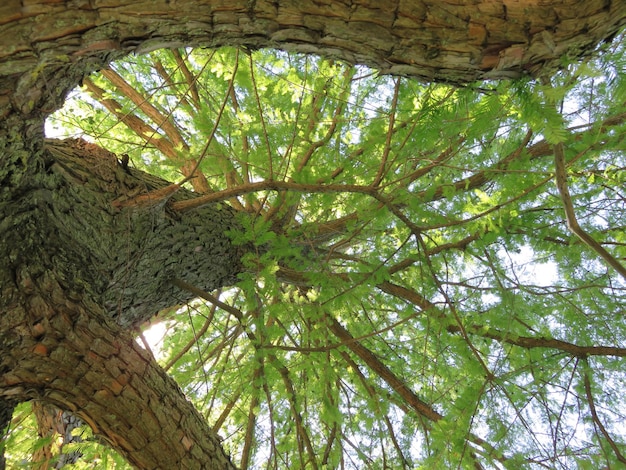 Low angle view of tree in forest