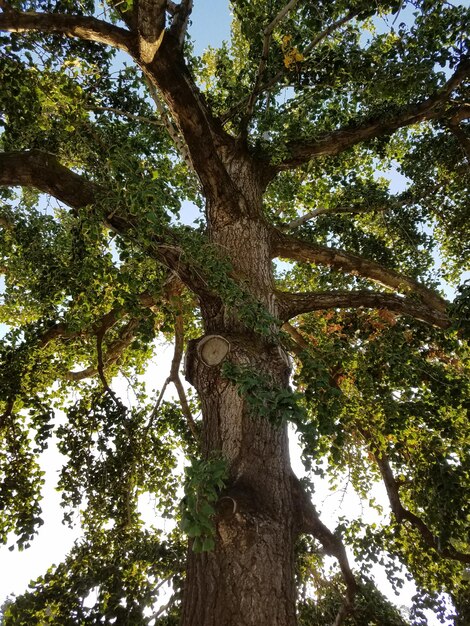 Photo low angle view of tree in forest