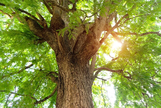 Foto vista ad angolo basso di un albero nella foresta