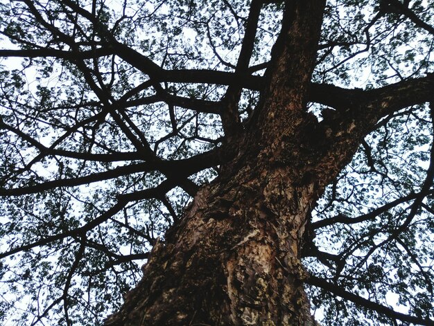 Foto vista ad angolo basso di un albero nella foresta