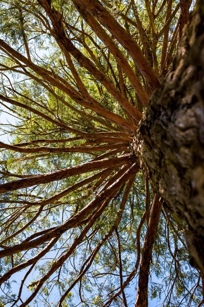 Foto vista ad angolo basso di un albero nella foresta