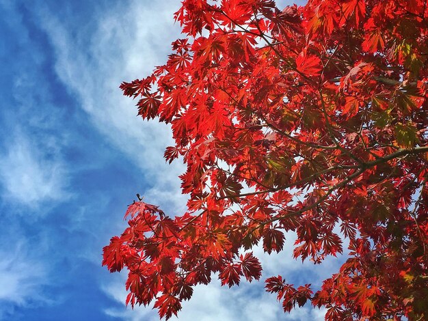 Low angle view of tree growing against cloudy sky during autumn