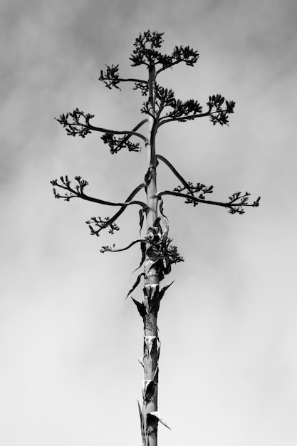 Foto vista ad angolo basso di un albero che cresce contro il cielo