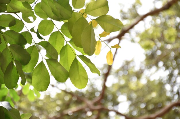 Low angle view of tree leaves