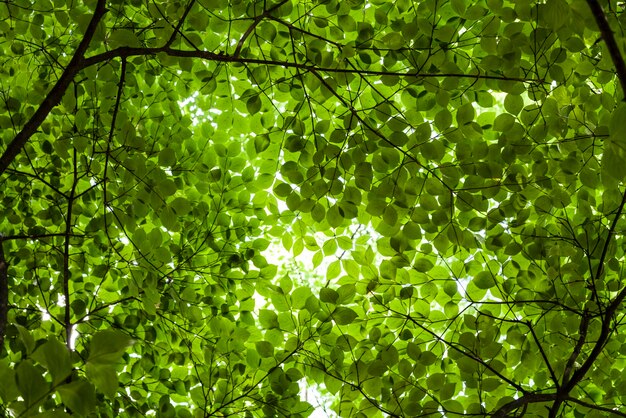 Photo low angle view of tree leaves