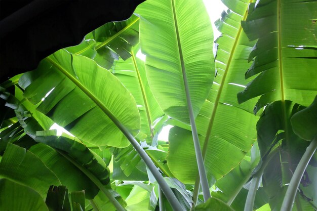 Low angle view of tree leaves