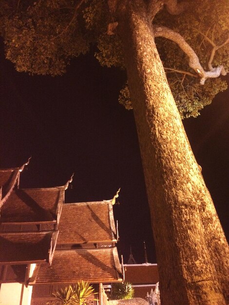 Low angle view of tree at night