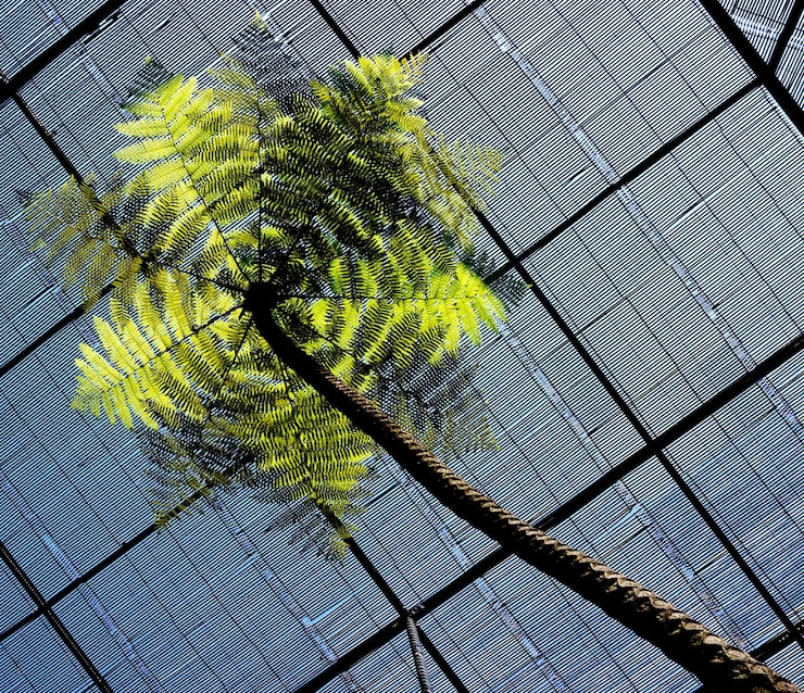 Photo low angle view of tree reaching towards ceiling