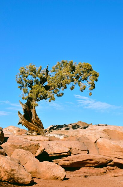 Low angle view of tree on rock formations against clear blue sky