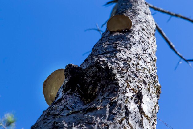 Low angle view of tree trunk against blue sky