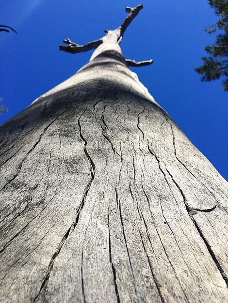 Low angle view of tree trunk against blue sky