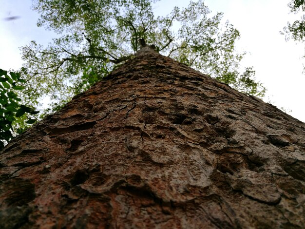 Low angle view of tree trunk against sky