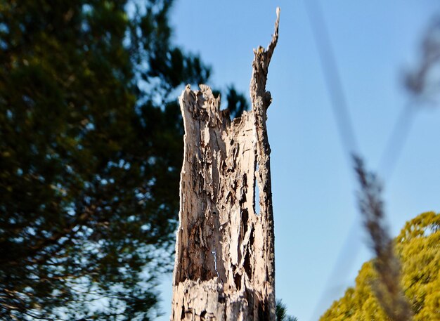 Vista a basso angolo del tronco dell'albero contro il cielo