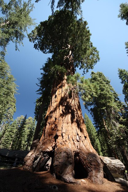 Low angle view of tree trunk against sky