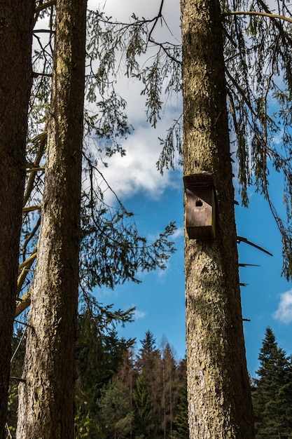 Photo low angle view of tree trunk in forest