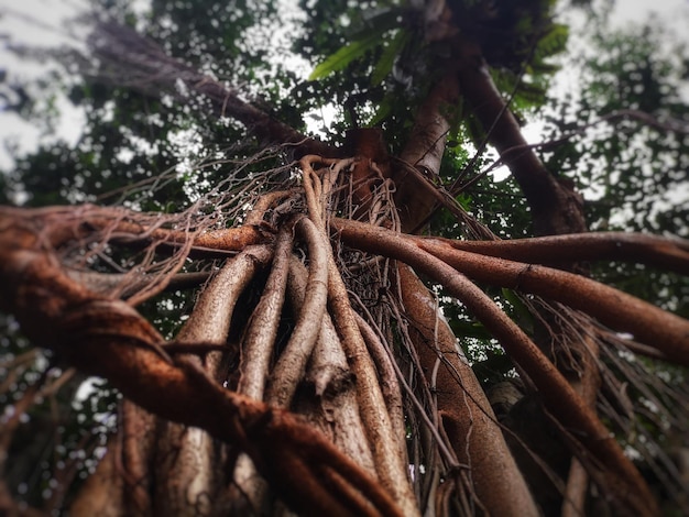 Low angle view of tree trunk in forest