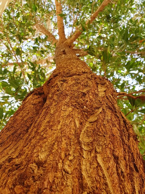 Foto vista a basso angolo del tronco di un albero nella foresta