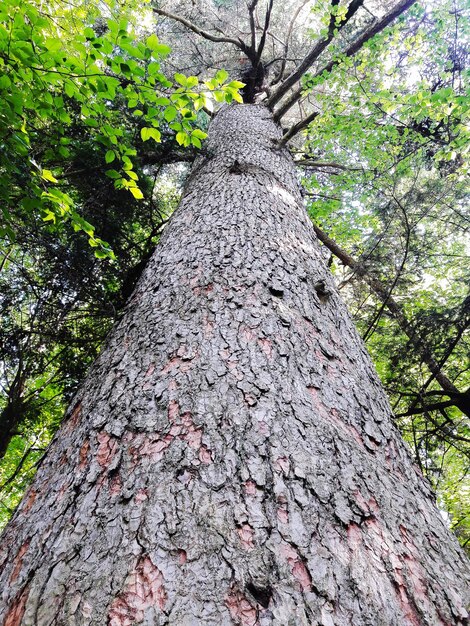 Low angle view of tree trunk