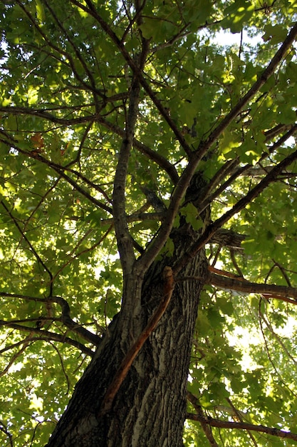 Foto vista a basso angolo del tronco dell'albero