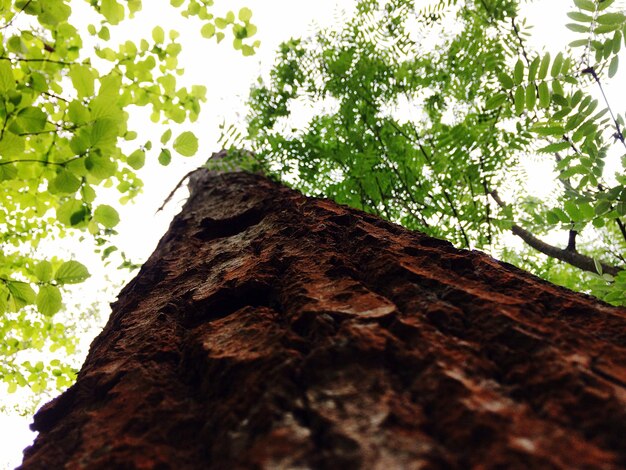 Low angle view of tree trunk