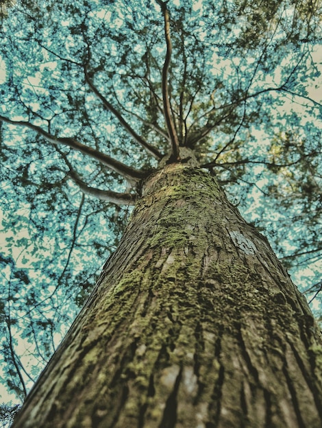 Foto vista dal basso angolo del tronco dell'albero