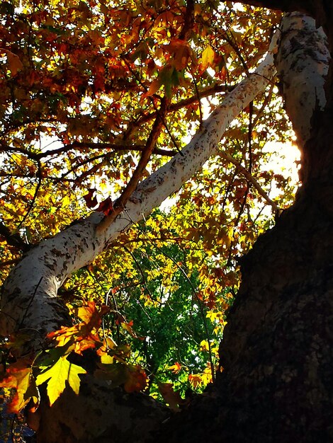 Low angle view of tree trunk