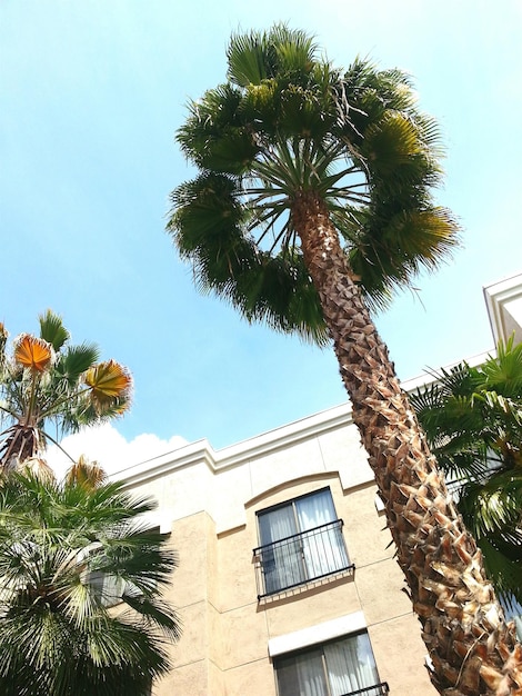 Low angle view of tree with building in background