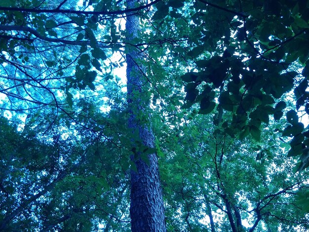 Foto vista ad angolo basso dell'albero