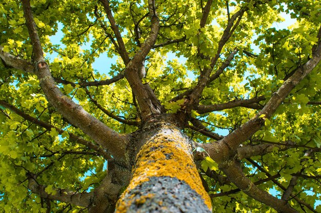 Foto vista ad angolo basso dell'albero