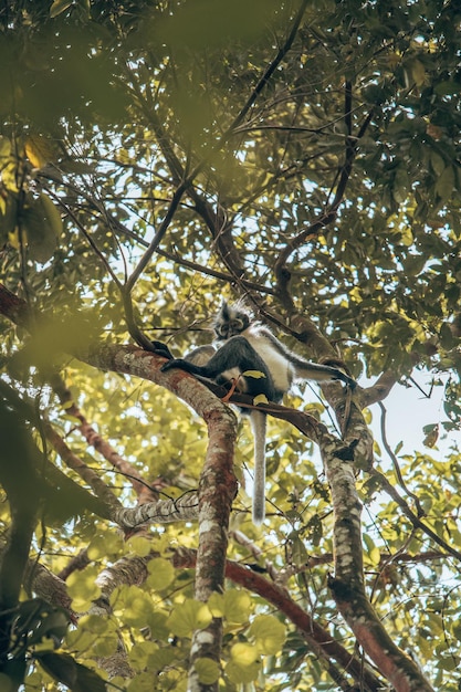 Photo low angle view of tree