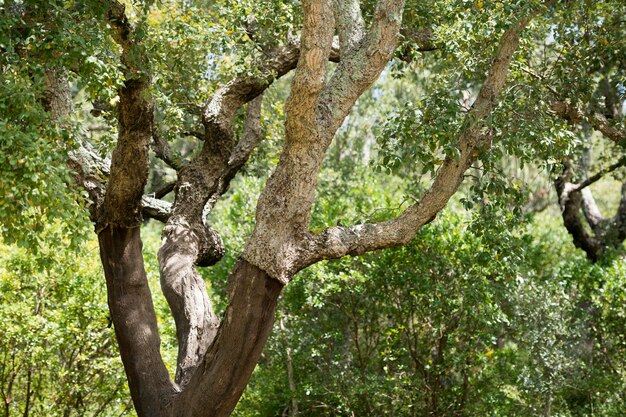 Photo low angle view of tree