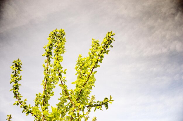 Foto vista ad angolo basso dell'albero