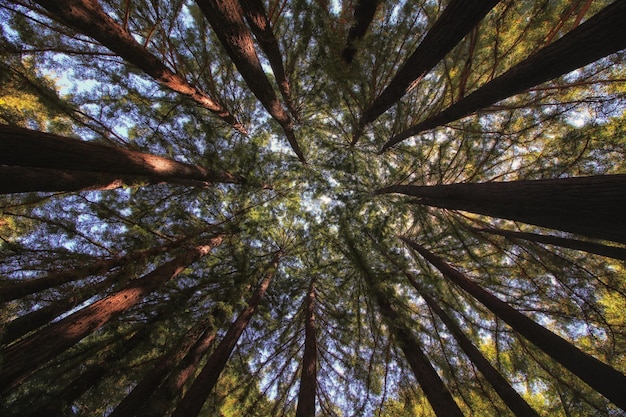 Low angle view of tree