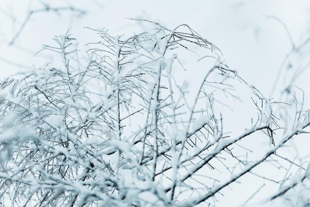 Foto vista ad angolo basso dell'albero