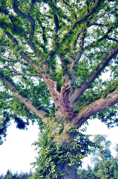 Low angle view of tree