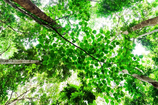 Low angle view of tree