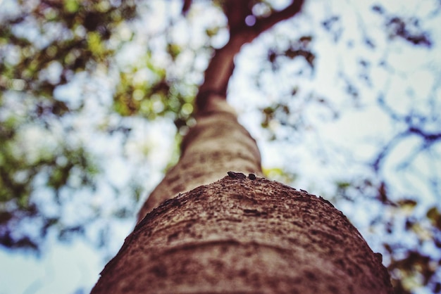 Foto vista ad angolo basso dell'albero