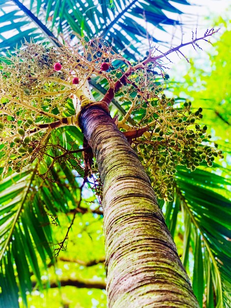 Low angle view of tree