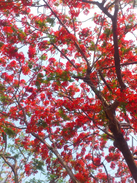 Low angle view of tree