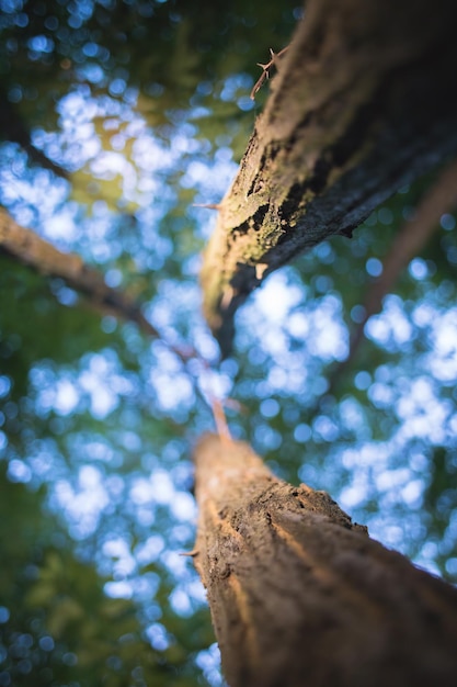 Photo low angle view of a tree