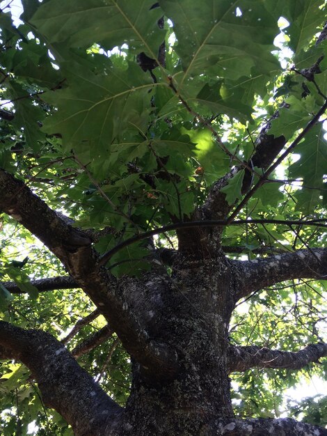 Low angle view of tree