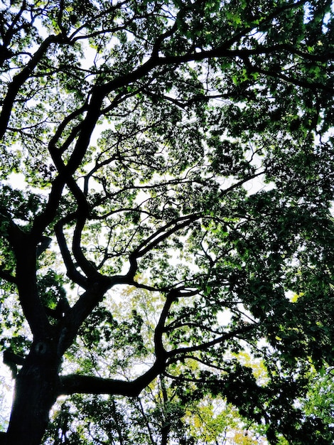 low angle view of tree